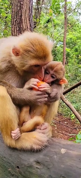 Cute little monkey 17