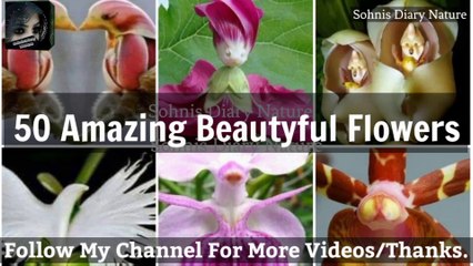 50 Amazing Beautyful Flowers Beautiful Nature Amazing Natur by sohnisdiarynature