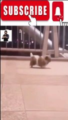 Animal Funny Videos: Funny Animal's | Thug Tohid #shorts