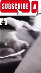 Animal Funny Videos: Funny Animal's | Thug Tohid #shorts