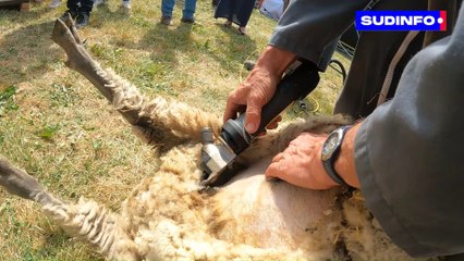 Les moutons tondus à la Foire agricole de Libramont