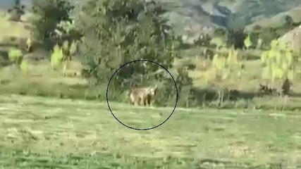 Tarlaya inen ayıya kornalı müdahale