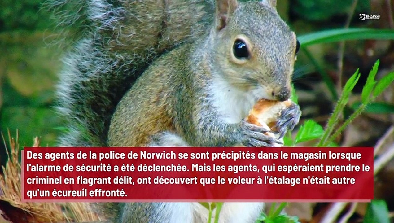 Un écureuil s'introduit dans un magasin pour voler un paquet de cacahuètes !
