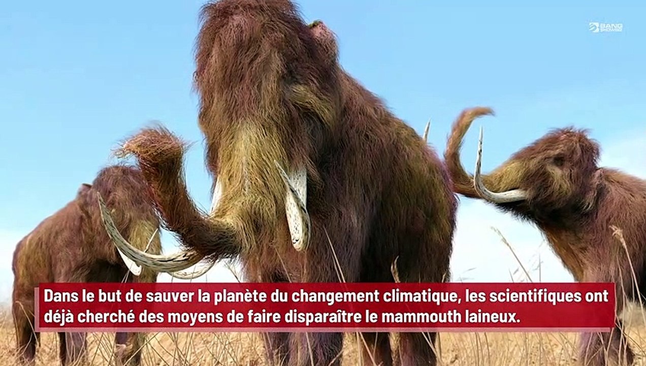 Les mammouths vont peut-être être ramenés à la vie !