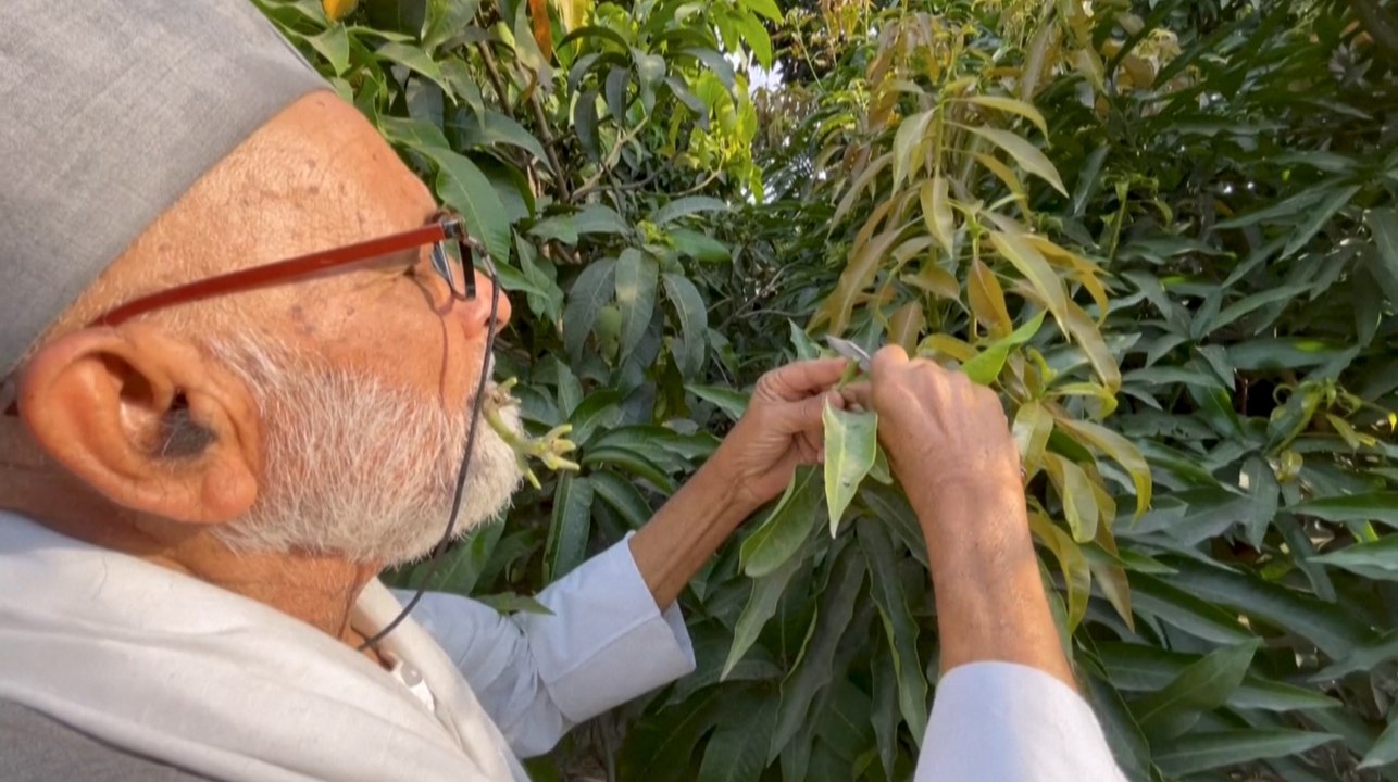 En Inde, l'homme qui fait pousser 300 variétés de mangues