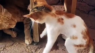 Funny Kittens Fighting