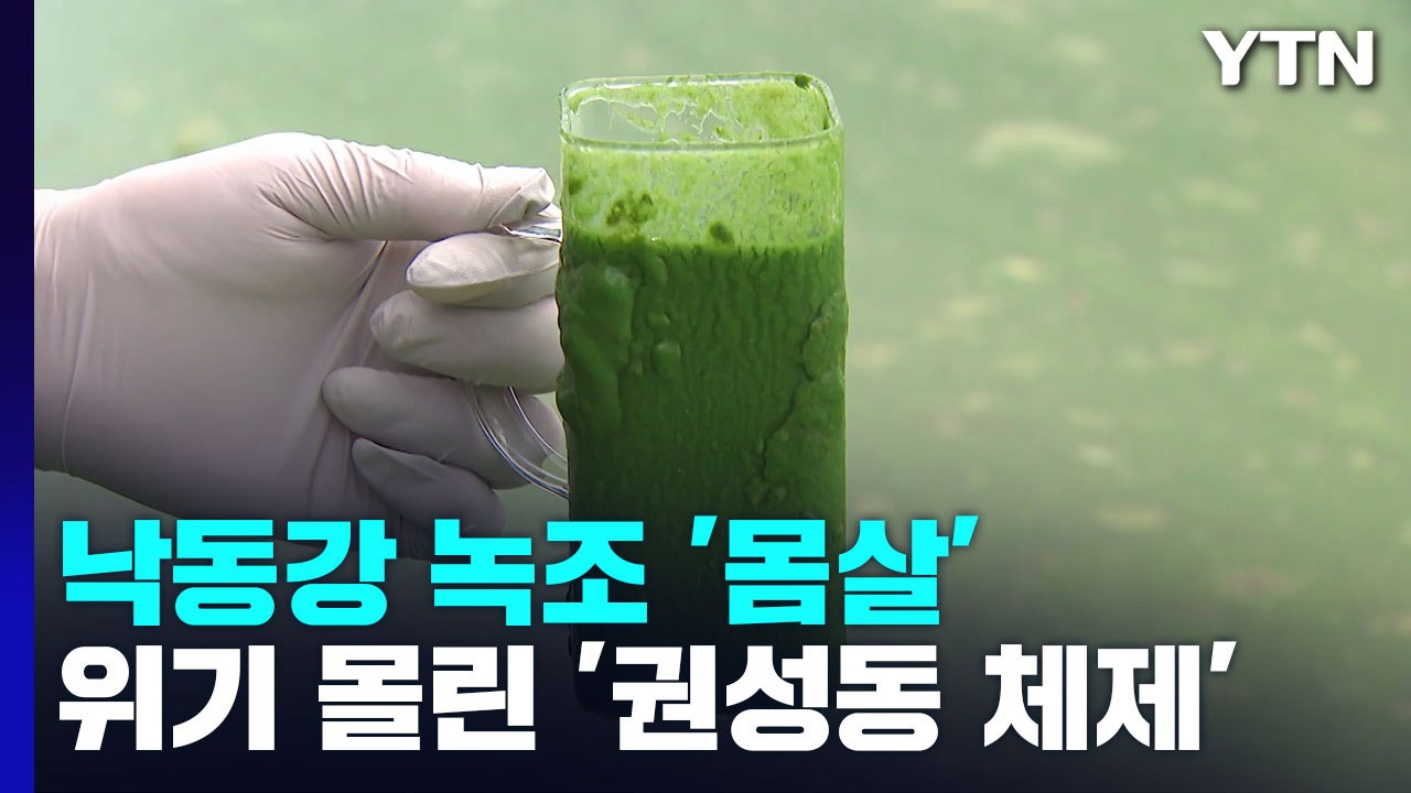 낙동강 뒤덮은 녹조에 독성 물질도 검출...당국 "수돗물 문제 없어" / YTN
