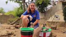 Women's Euros 2022: Eastbourne meerkats predict results