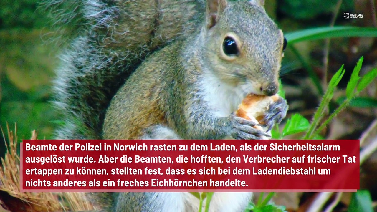 Verrücktes Eichhörnchen bricht in Laden ein, um Päckchen Erdnüsse zu stehlen