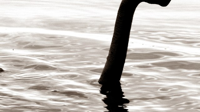 Never-seen-before fossils might help unveil the mystery of Loch Ness monster