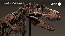 هيكل عظمي كامل لغورغوصور يُباع بـ6,1 ملايين دولار ضمن مزاد أقيم في نيويورك