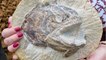 Un fossile de poisson incroyablement préservé refait surface en Angleterre