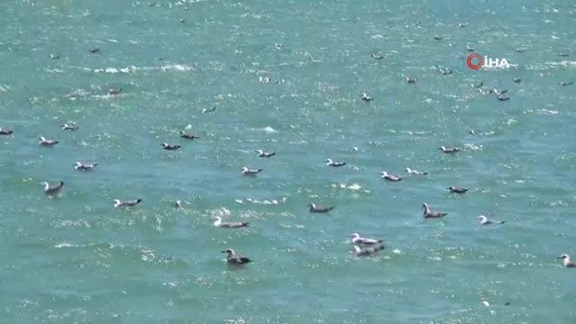 Tekirdağ #kategori haberleri# | Tekirdağ'da poyraz etkili oluyor: Martılar uçmakta zorlandı