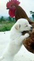 Funny Baby  Dog/Cute Baby Dog/Cute Funny Dog