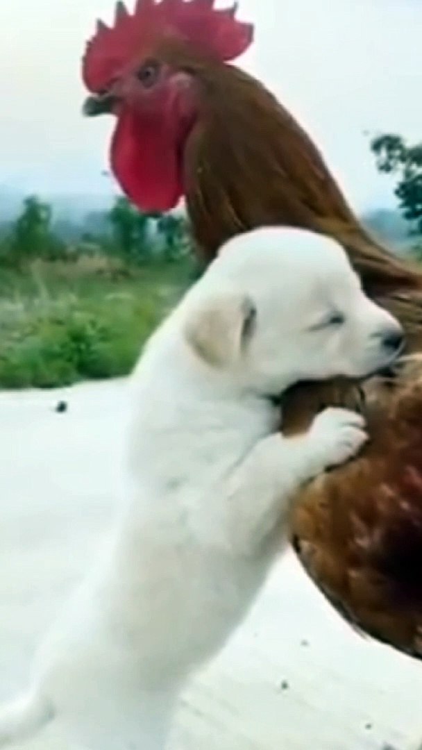 ⁣Funny Baby  Dog/Cute Baby Dog/Cute Funny Dog