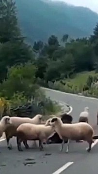 Amazing Animals Moments/Amazing Animals Moments Compilation