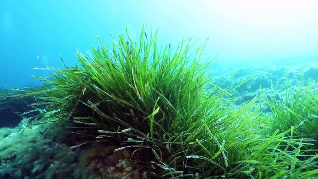 Ripristinati i due itinerari archeologici subacquei di Isola delle Femmine