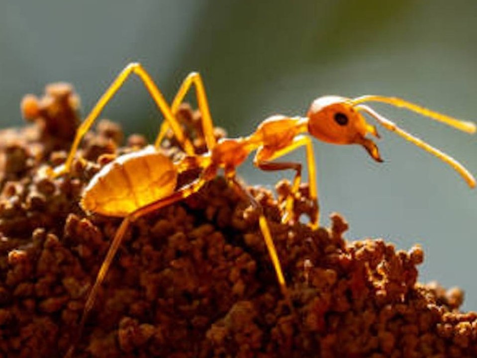 Ameisen im Haus: Mit diesen Tipps wirst du sie sicher los