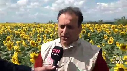 Çayır tırtılı Çatalca'ya kadar geldi