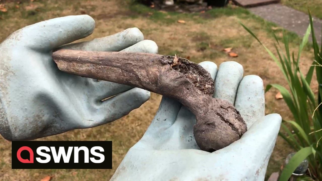 Elderly gran spooked after human skull and bones dumped in her garden by BADGERS