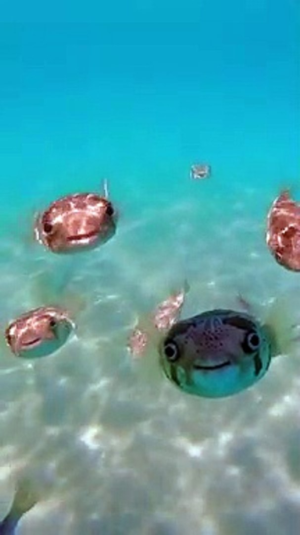 ⁣Tiktok viral Sea Satisfying video