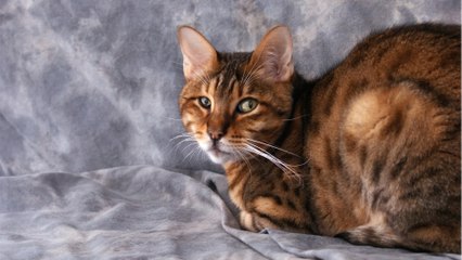 Bengal cat kicked and slapped by its celebrity owner: guess what the abuser’s punishment is