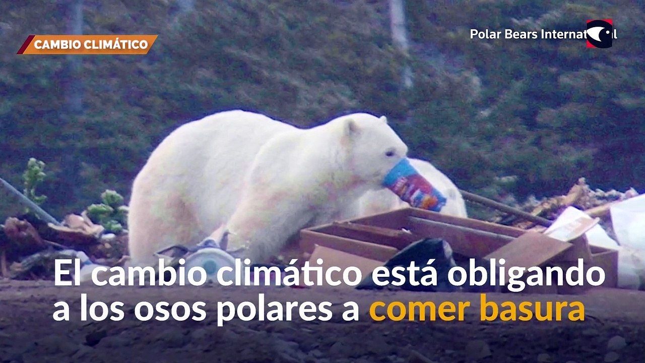 Osos Polares deben buscar alimento en la basura