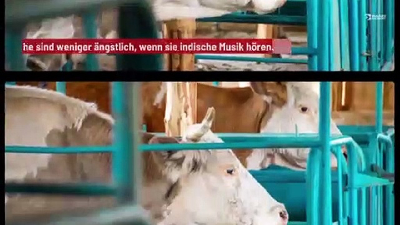 Kühe beruhigen sich, wenn sie indische Musik hören
