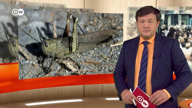 Катастрофа за катастрофой: жара, засуха, пожары, а теперь еще и нашествие саранчи. Европа в фокусе