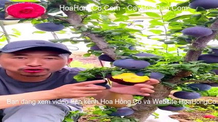 Amazing Plum fruit tree