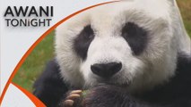 AWANI Tonight: World’s oldest giant male panda dies at 35