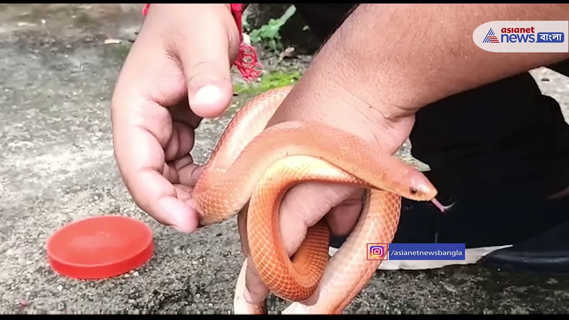 বিরল প্রজাতির রেড কোরাল সাপ উদ্ধার জলপাইগুড়িতে 