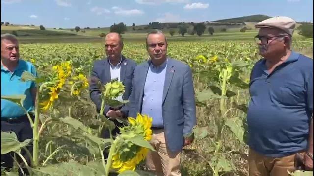 Bursa haberi: CHP'li Aygun, Bursa'da Çayır Tırtılı İstilasına Uğrayan Ayçiçeği Tarlasında: Venezuela'da Toprak Kiralama Peşindesiniz.