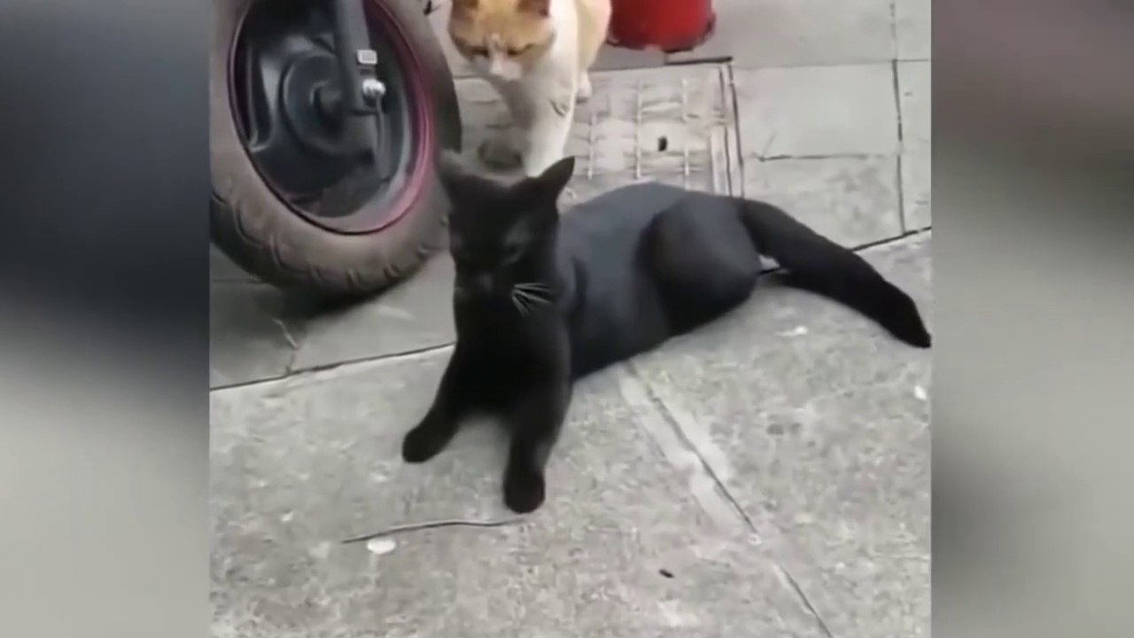 Cat Funniest Moment