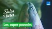Poisson-archer, écureuil volant, anguille électriques : les super-pouvoirs des sales bêtes