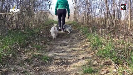 Día Mundial del perro pero ¿cuál es el objetivo de este día?