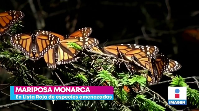 Mariposa monarca entra a lista roja de especies en peligro de extinción