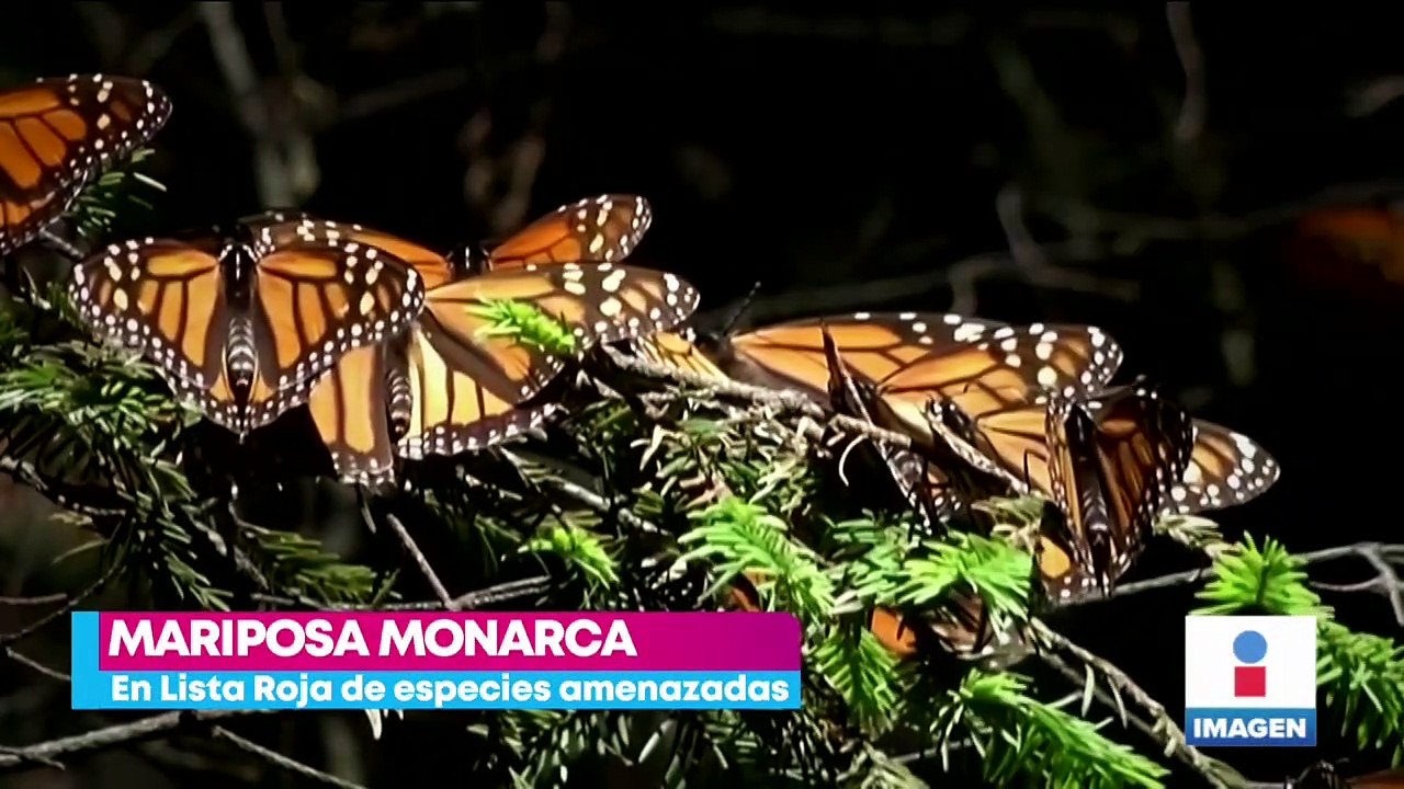 Mariposa monarca entra a lista roja de especies en peligro de extinción