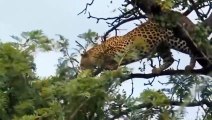 Antelope Vs Leopard ►Monkey Vs Leopard Big Battle ►Animal Saves Another Animal►Elephant, Lion, Bear