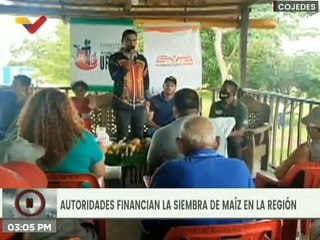 Cojedes | Más de 230 hectáreas de maíz financiadas con el Plan de Reimpulso de los Fundos Zamoranos