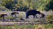 Strongest Animals In Africa ► Buffalo Vs Lion; Leopard Receives Fierce Attacks From The Buffalo Herd