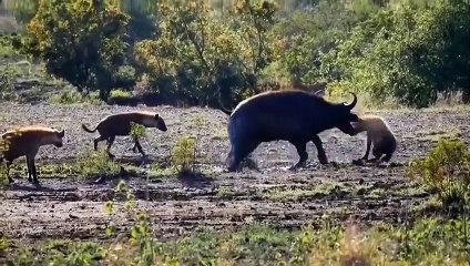 Strongest Animals In Africa ► Buffalo Vs Lion; Leopard Receives Fierce Attacks From The Buffalo Herd