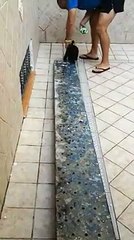 Entrenando a Apolo para que no tenga miedo a las alturas. Ahora es perro de rescate en Finlandia.