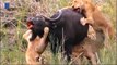 Wild Animals Buffalo Destroy Lion ► Epic Battle Buffalo Vs Lions ►Death Battle Never Seen !