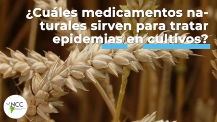 ¿Cuáles medicamentos naturales sirven para tratar epidemias en cultivos? | 466 | 25-31 de julio 2022