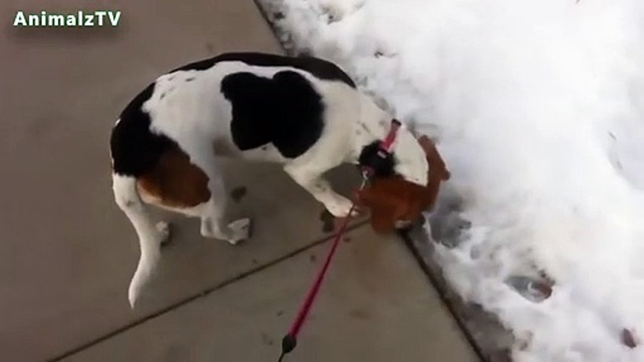 Chiens drôles jouant pour la première fois dans la compilation de neige