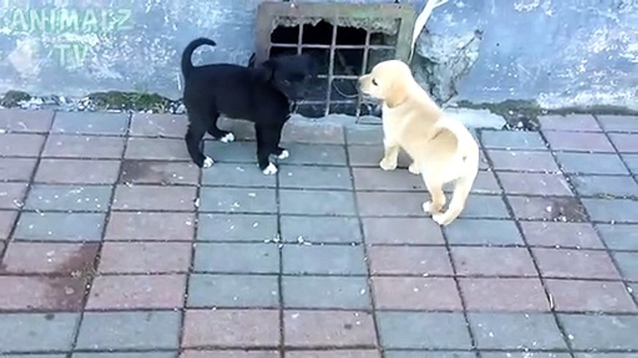 Des chiots mignons sans abri jouent ensemble