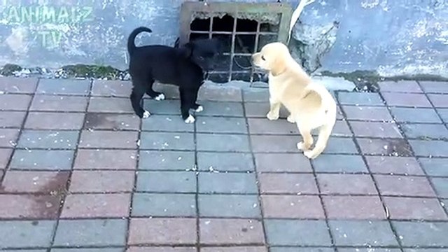 Des chiots mignons sans abri jouent ensemble