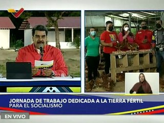 Fundación "Tres Raíces" produce 2.750 huevos diarios