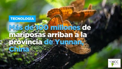 Más de 100 millones de mariposas arriban a la provincia de Yunnan, China